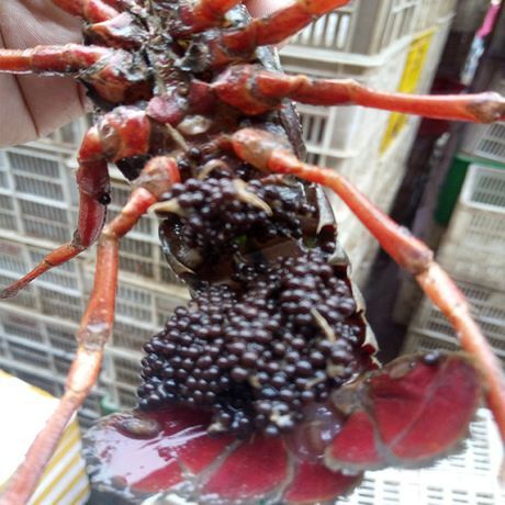 井研县小龙虾苗 常年提供优质种虾种苗