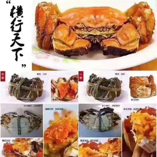兴化市泰兴大闸蟹  泰州兴化大闸蟹物美价廉