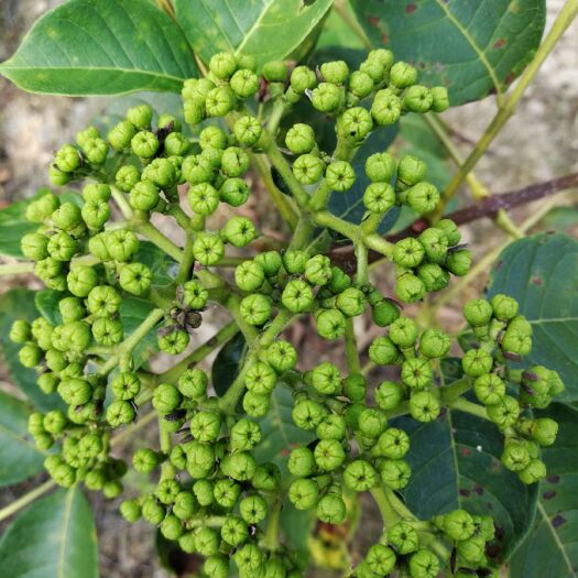 双牌县吴茱萸