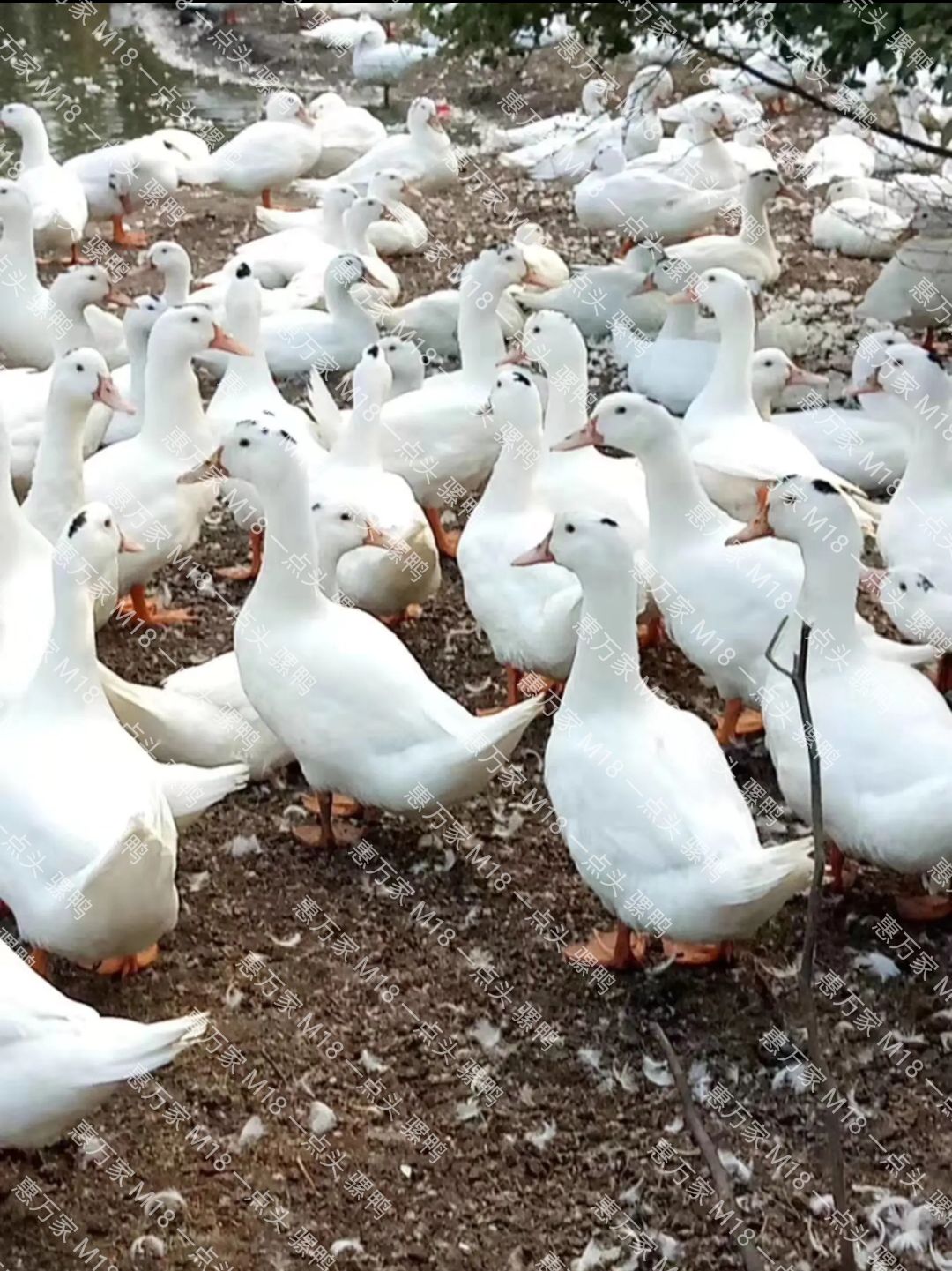 半番鸭苗  骡鸭 一点头（黑）  M18鸭苗  木鸭苗