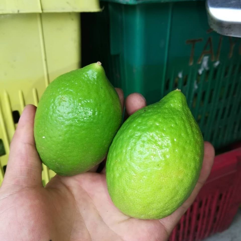 香水柠檬  现摘一级果