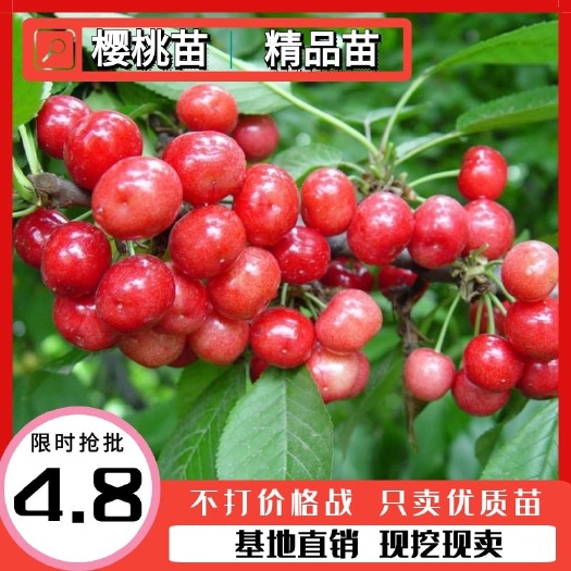 平邑县矮化樱桃苗  樱桃树苗车厘子樱桃苗黑珍珠樱桃俄罗斯8号，签合同