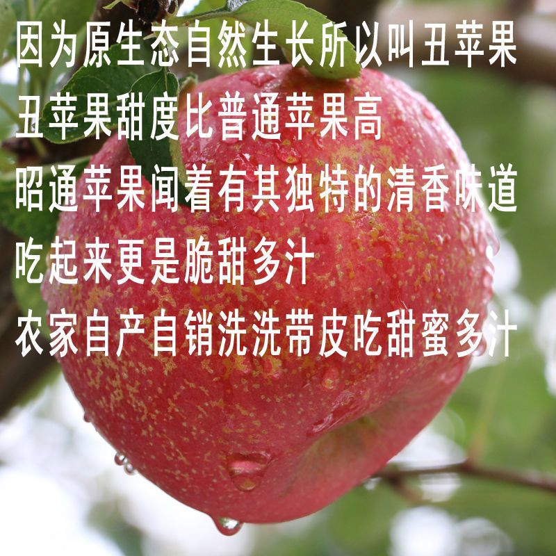 云南昭通丑苹果水果新鲜红富士非大凉山盐源嘎啦果阿克苏糖心苹果
