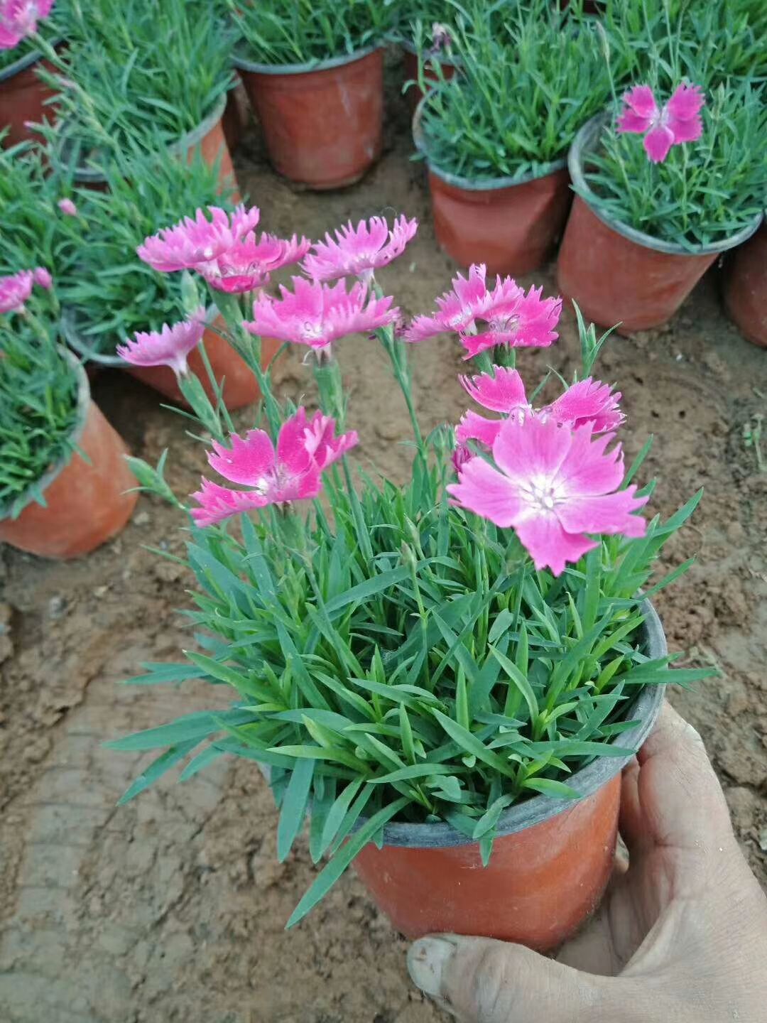 欧石竹，四季长青，开花草坪