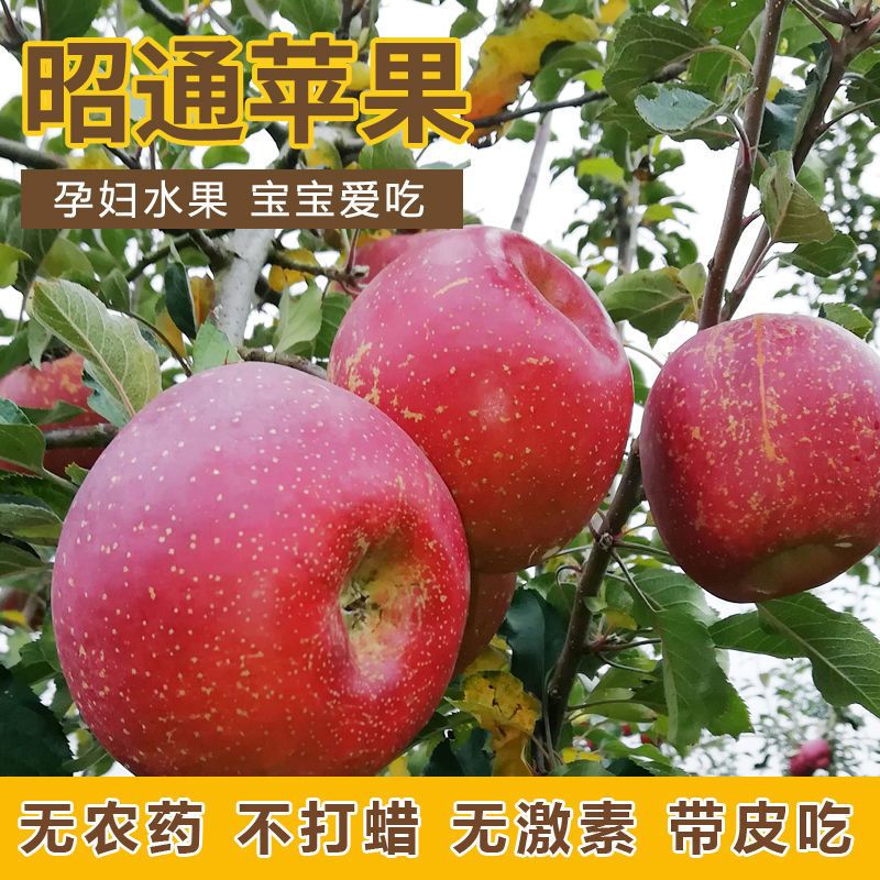云南昭通丑苹果水果新鲜红富士非大凉山盐源嘎啦果阿克苏糖心苹果