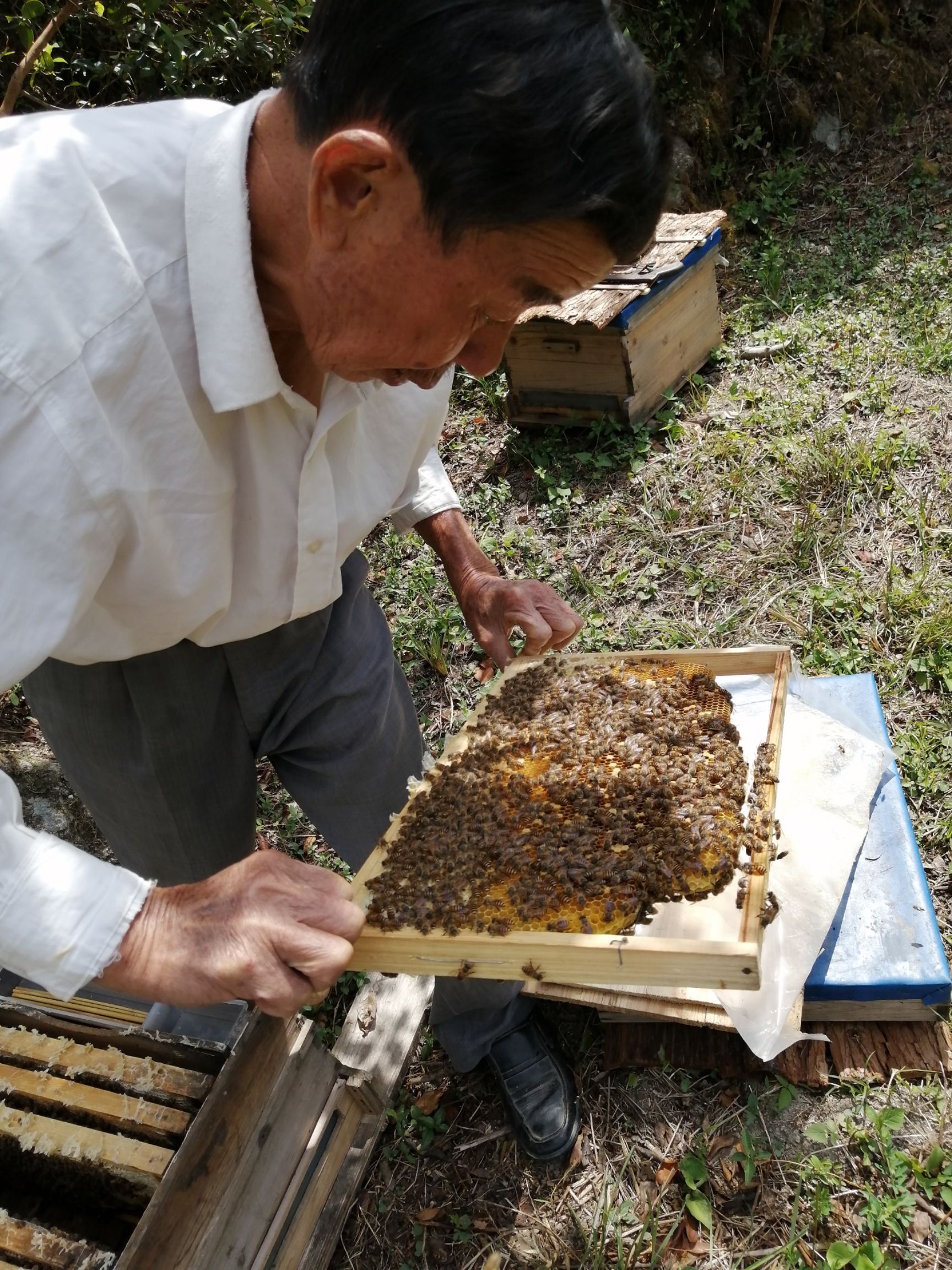自养的蜂蜜能放多久不变质(自养蜂蜜需煮了再食用吗)