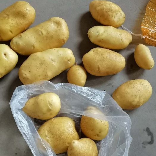 乌兰察布华颂七号  薯性好，无绿头
