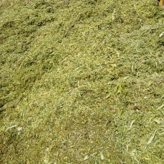 宿州玉米青贮  大量供应全珠玉米青储