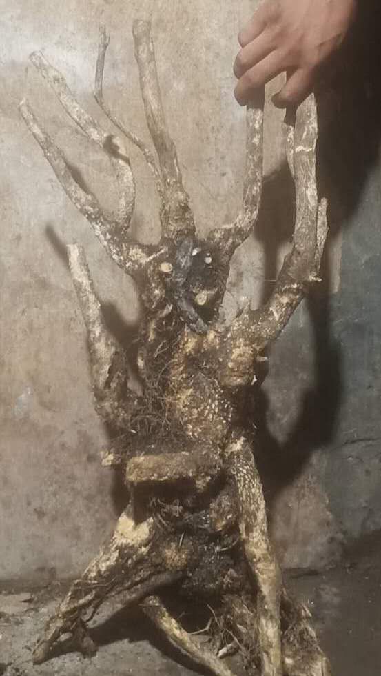 珍珠黄杨小老桩