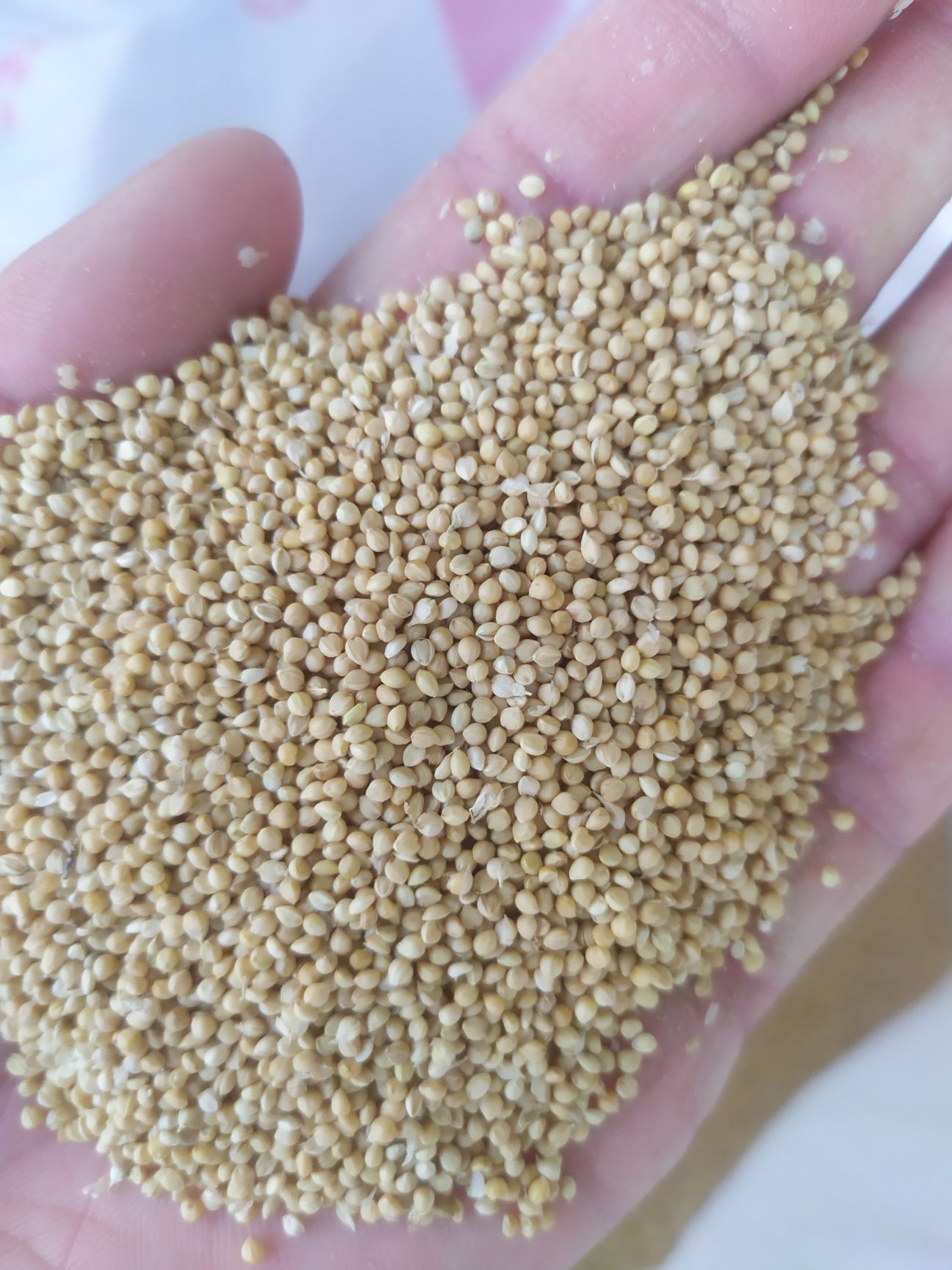 吨谷  酿酒酿醋用的谷子