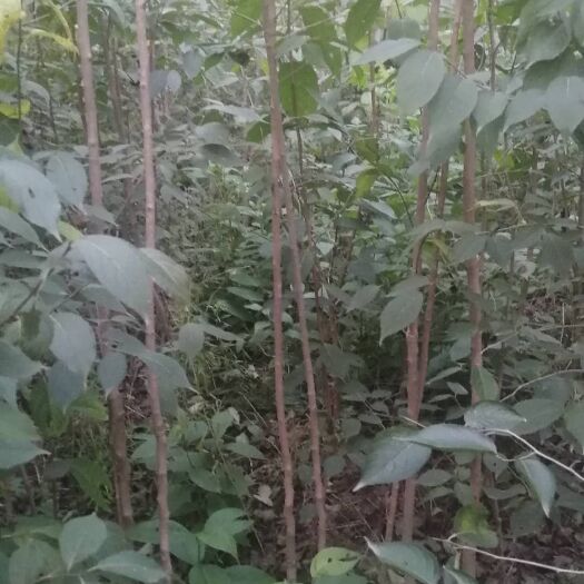 伊川县地径两公分到三公分杜仲苗