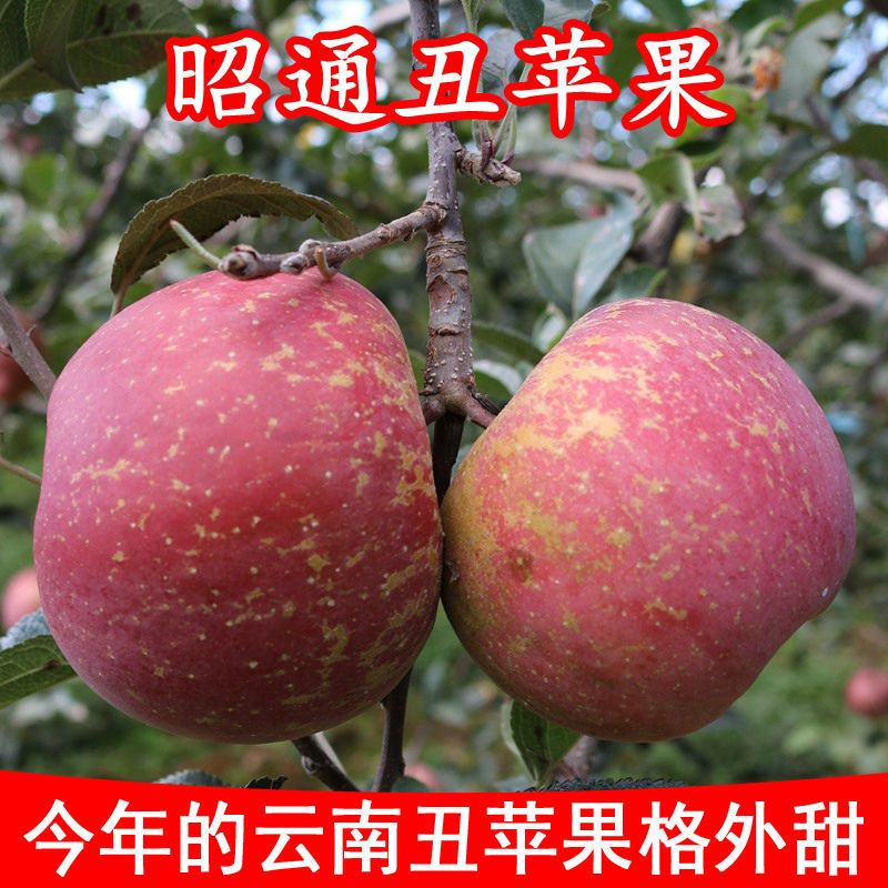 云南昭通丑苹果水果新鲜红富士非大凉山盐源嘎啦果阿克苏糖心苹果