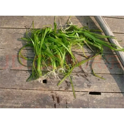 泸县四季苦草