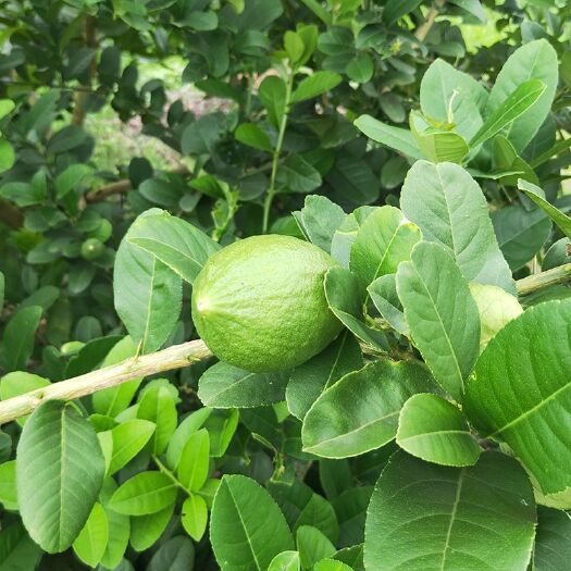 阳江香水柠檬  现摘一级果