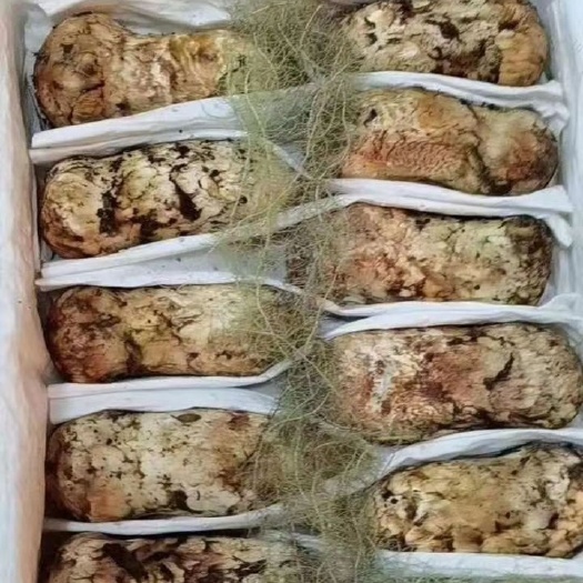 昆明 香格里拉松茸，1公斤装，基地新鲜直发