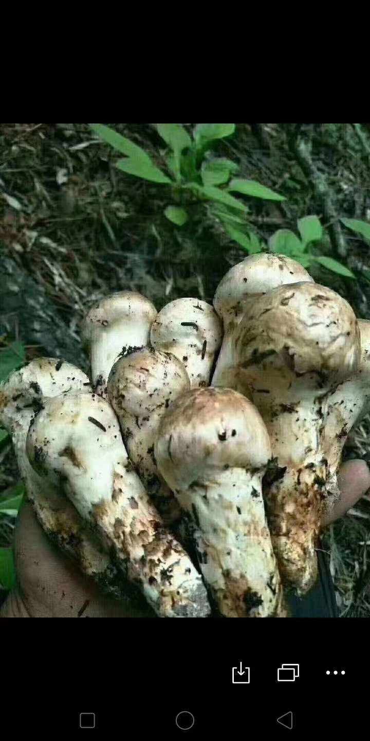  香格里拉松茸，1公斤装，基地新鲜直发