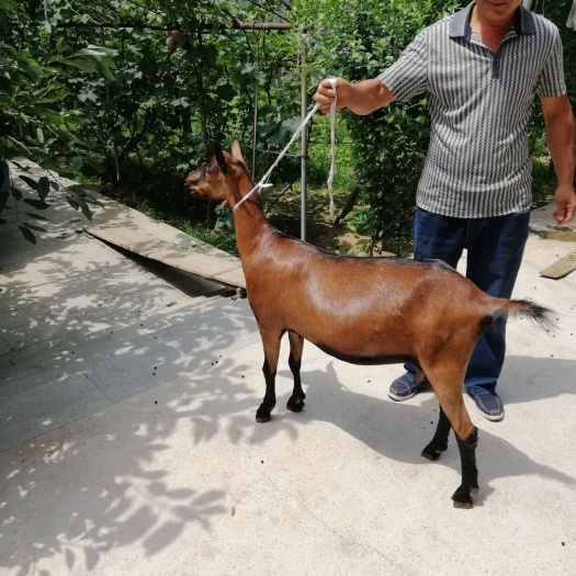 长白县红鹿奶山羊是哪个国家品种