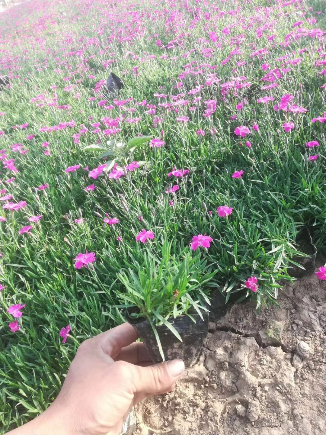 欧石竹，四季长青，开花草坪