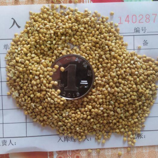 宁城县吨谷  酿酒酿醋用的谷子