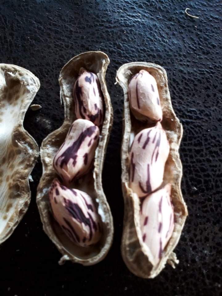 缅甸花生 七彩花生