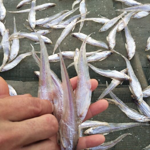 淮南瓦埠特产无沙毛刀鱼