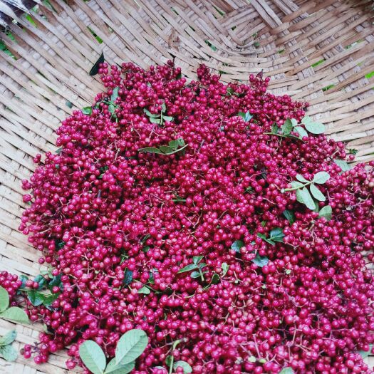 盐源县山东花椒 特级 干花椒 