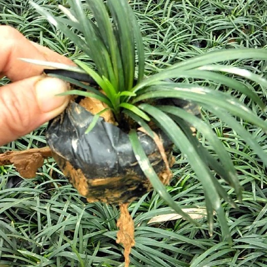 南宁 玉龙草