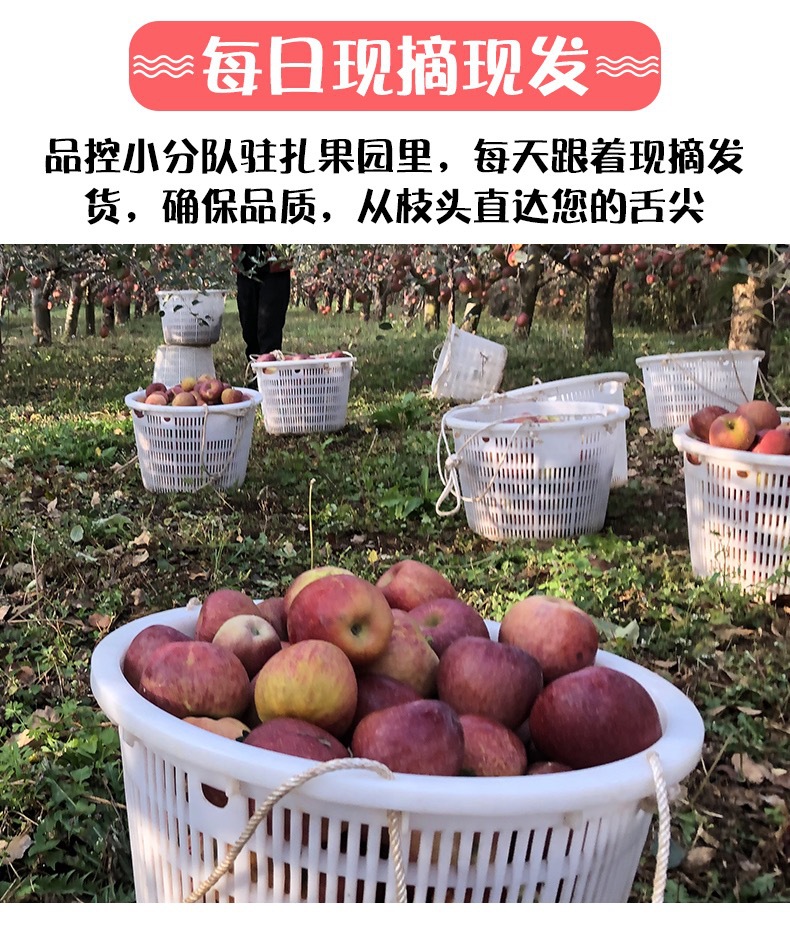 云南昭通丑苹果水果新鲜红富士非大凉山盐源嘎啦果阿克苏糖心苹果