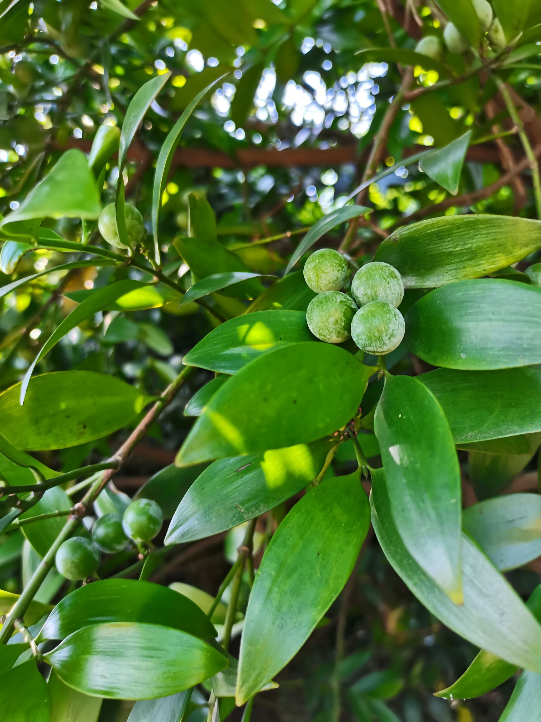 长叶竹柏 中大型景观绿化竹柏