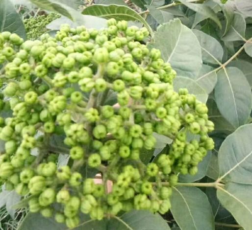 汉中 吴茱萸，又叫树辣子