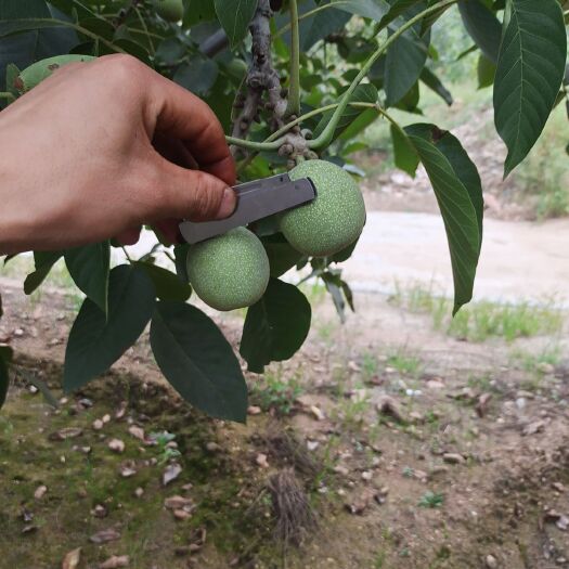 灵寿县青皮核桃  优质辽系核桃
