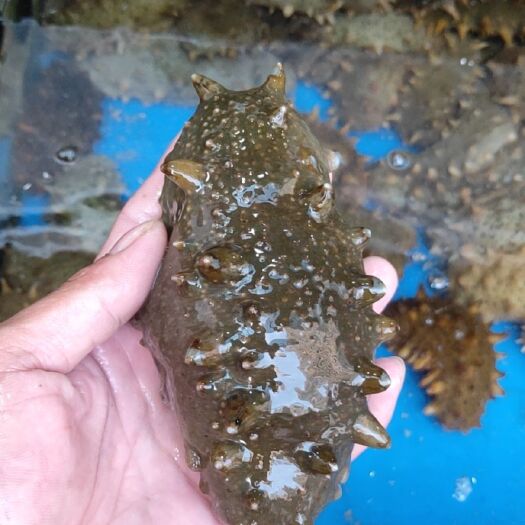 广州大连海参  海鲜【鲜活海参】海参刺参营养补品海鲜水产