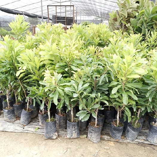 灵山县东魁杨梅树苗  杨梅苗树苗嫁接可盆栽地栽阳台种植南北方果树苗