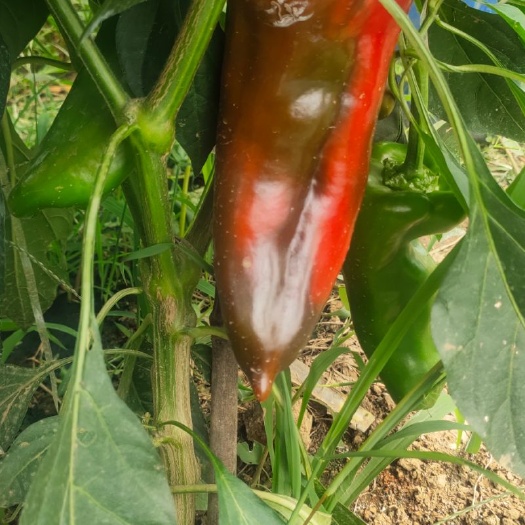 昌乐县红泡椒 泡椒（大泡）
