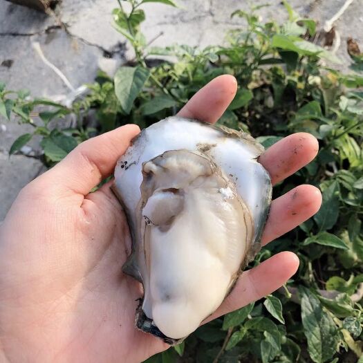 饶平县潮州蚝  汫洲生蚝鲜活烧烤蚝