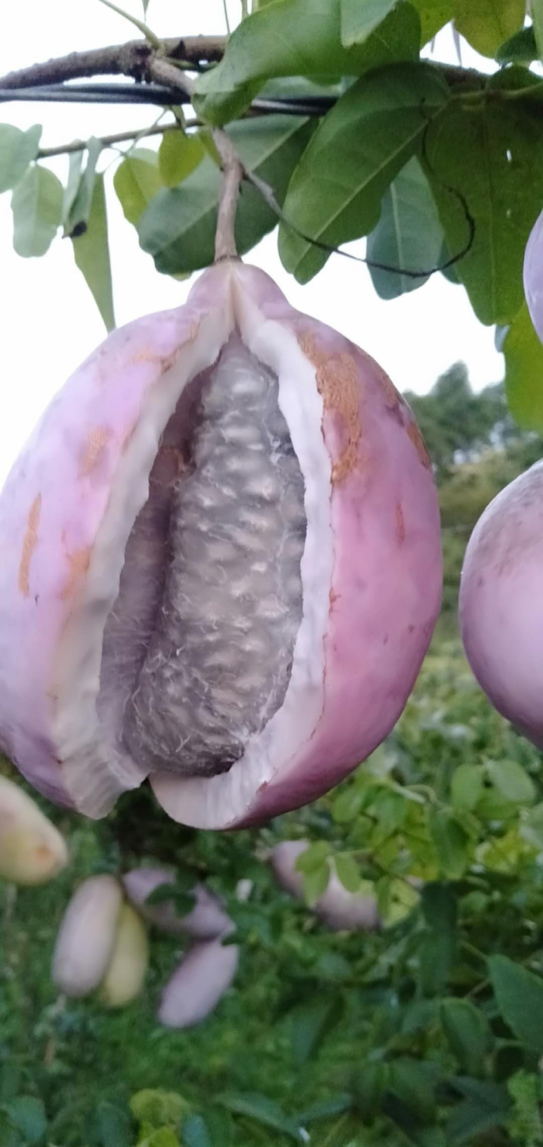 贵州八月瓜 8元一斤 大量发货 近的开车来拉7元