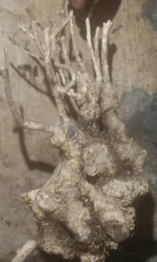 珍珠黄杨小老桩