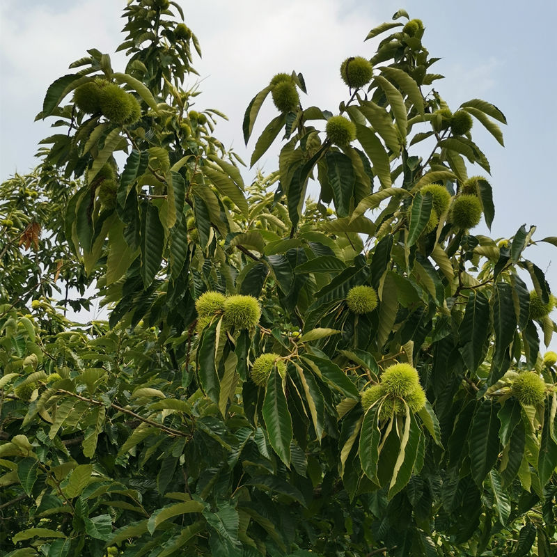 罗田板栗  今年罗田新鲜板栗生板栗