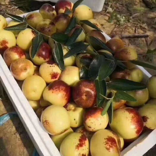 滨州 沾化冬枣种植户 需要冬枣的客户 电商  批发商欢迎来当地收购
