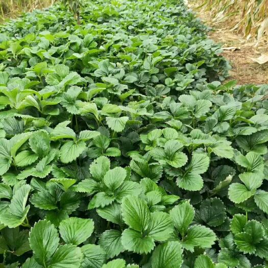 泰安全明星草莓苗  基地直发，品种有保证。全程技术指导。