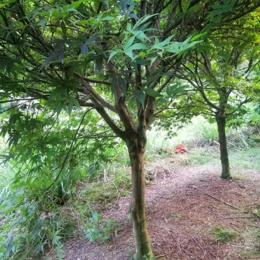 新昌县中国红枫，绿化苗甫，占地苗