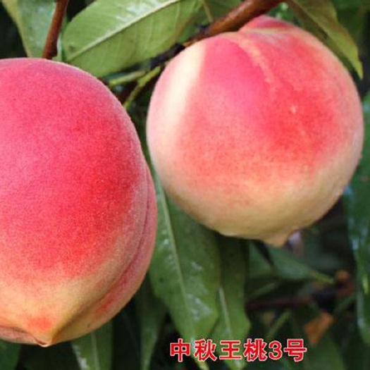 威县中秋王5号桃  优质
精品中秋王桃子，口感好，甜度高，个头大，河北邢台威县