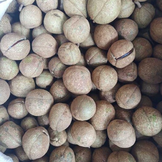 西峽縣 七葉樹(shù)種子