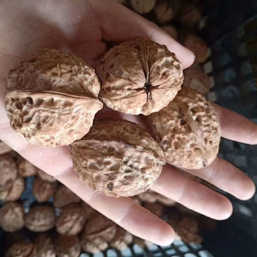 漾濞县漾濞核桃 漾濞大泡核桃