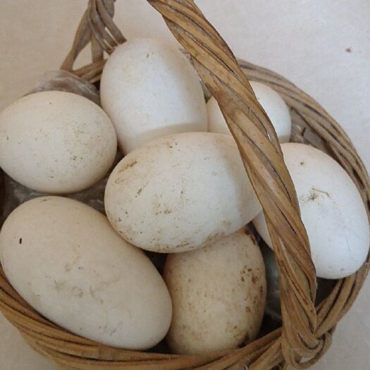 新鲜鹅蛋100克一120克之间农家散养新鲜去胎毒