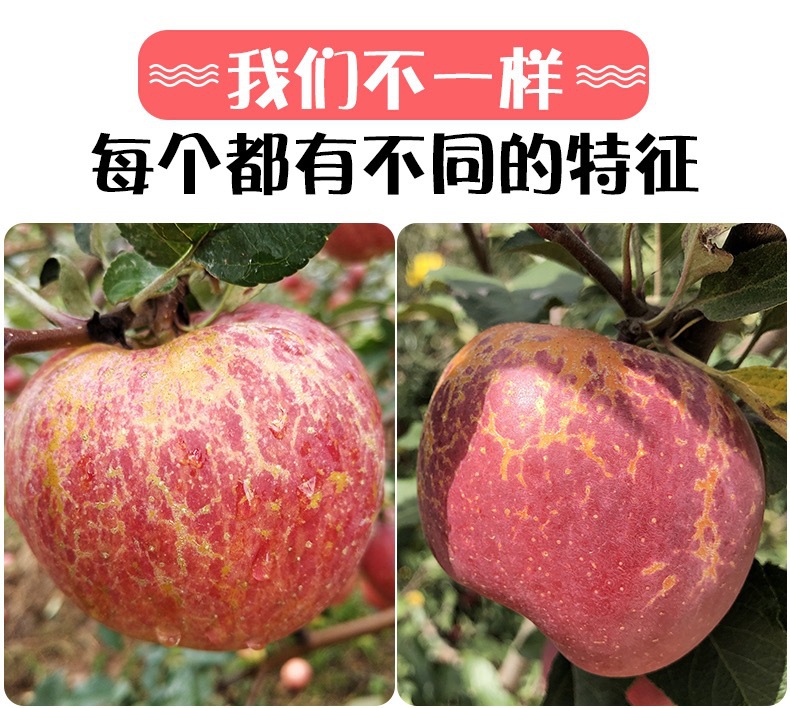 云南昭通丑苹果水果新鲜红富士非大凉山盐源嘎啦果阿克苏糖心苹果