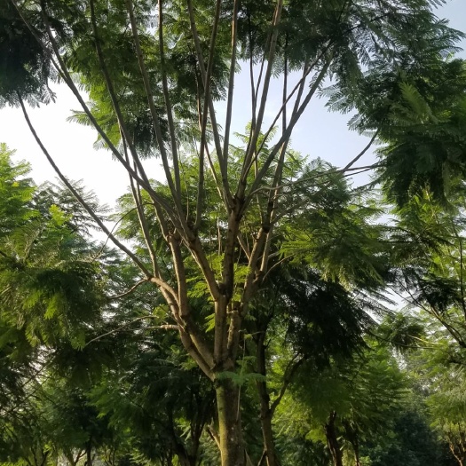 成都 长期供应蓝花楹15_20公分，黄花风铃木地苗，袋苗