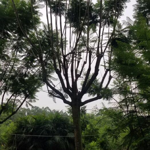 成都尖叶蓝花楹 5米以上 