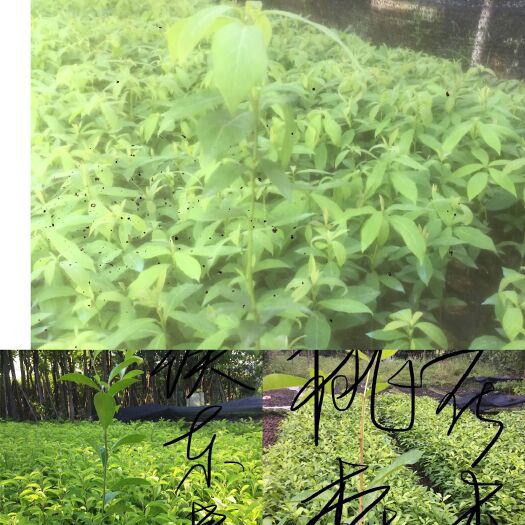 揭阳普通蓝花楹 绿化小苗