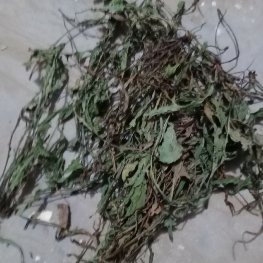 民权县苦地丁 无地自家种植干性好